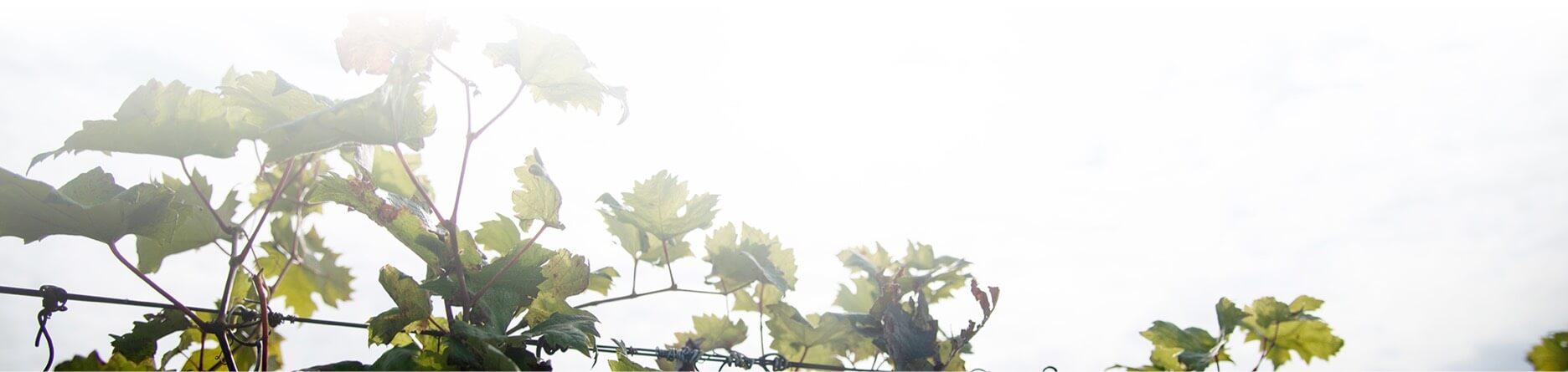 Grapes | Kakoulidis | Greece | Winery