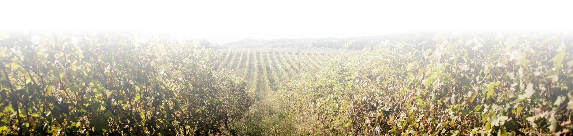 Wine | Kakoulidis | Greece | Winery