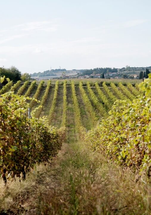 Kakoulidis | Greece | Winery | Vineyards