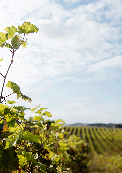 vineyard sky