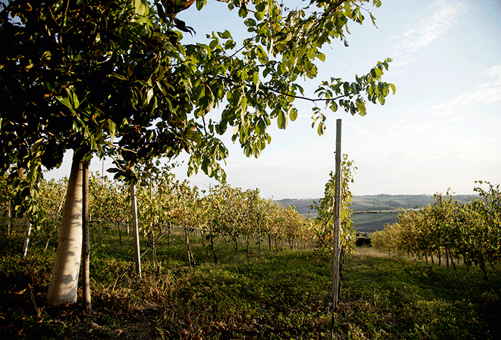 second vineyard