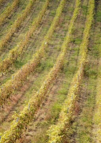 Kakoulidis | Greece | Winery | Vineyards